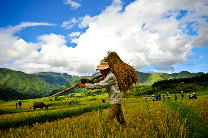 Kho Mường - Mùa lúa chín