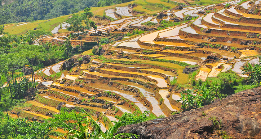 Ruộng bậc thang ở Bản Đôn