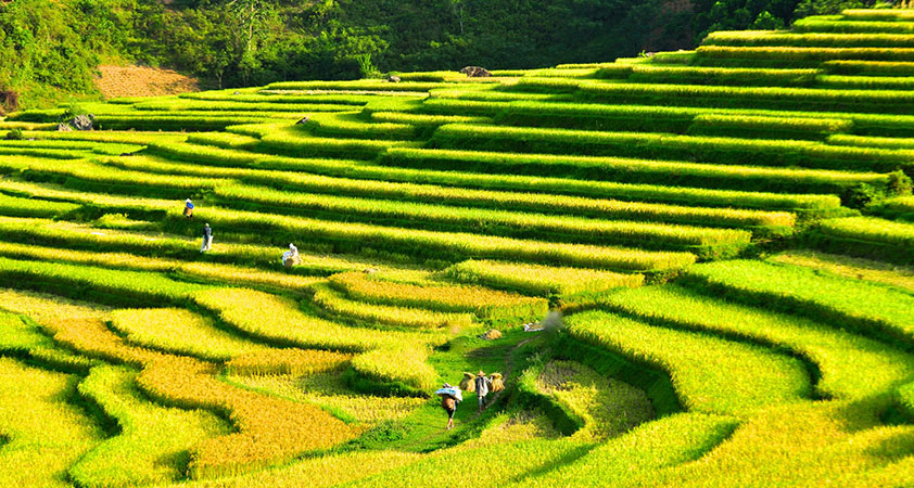 Vẻ đẹp mùa vàng ở bàn Kho Mường